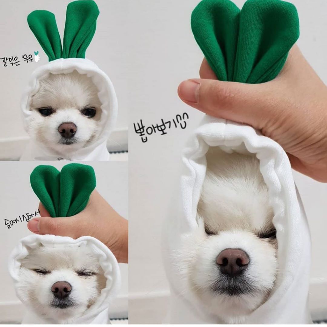 Cute Fruit Dog Hoodie Winter Warm Fleece Pet Clothes for Small Dogs Cats Chihuahua French Bulldog Puppy Costume Coat