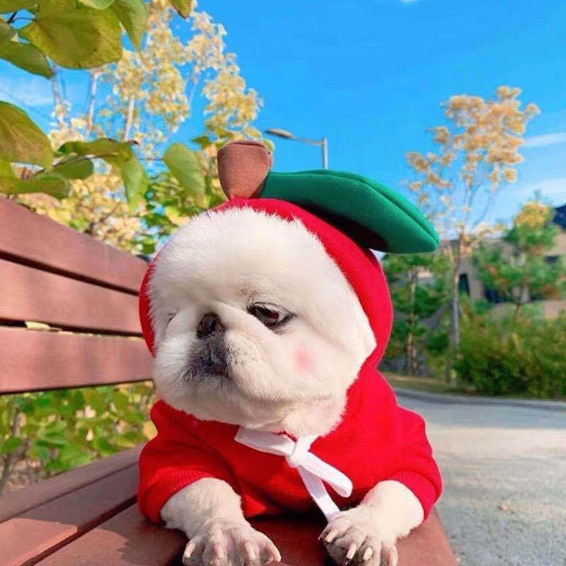 Cute Fruit Dog Hoodie Winter Warm Fleece Pet Clothes for Small Dogs Cats Chihuahua French Bulldog Puppy Costume Coat