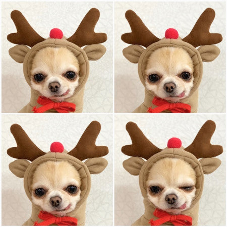 Cute Fruit Dog Hoodie Winter Warm Fleece Pet Clothes for Small Dogs Cats Chihuahua French Bulldog Puppy Costume Coat